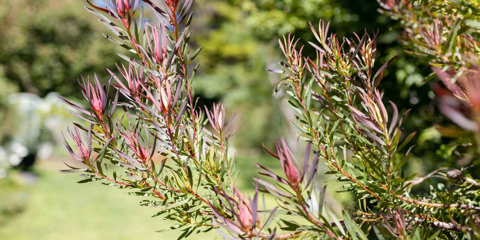 9 Heath Street Blackheath 9 Heath Street Blackheath