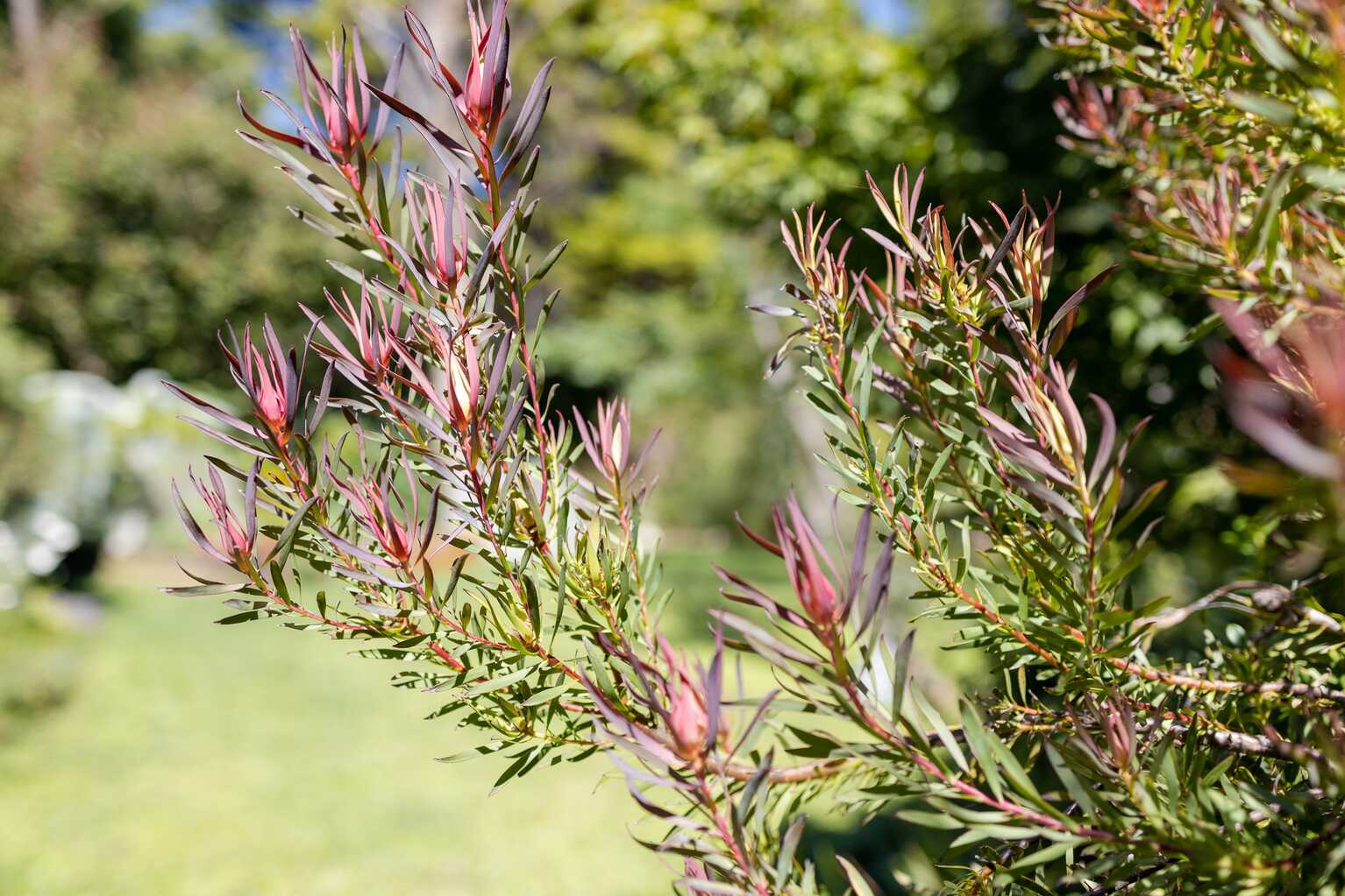 9 Heath Street Blackheath 9 Heath Street Blackheath