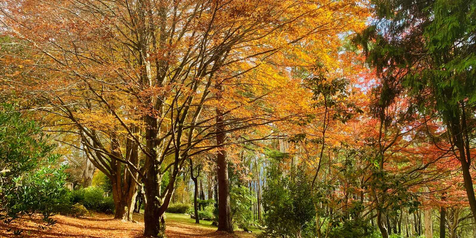 20 Church Lane Mount Wilson 20 Church Lane Mount Wilson