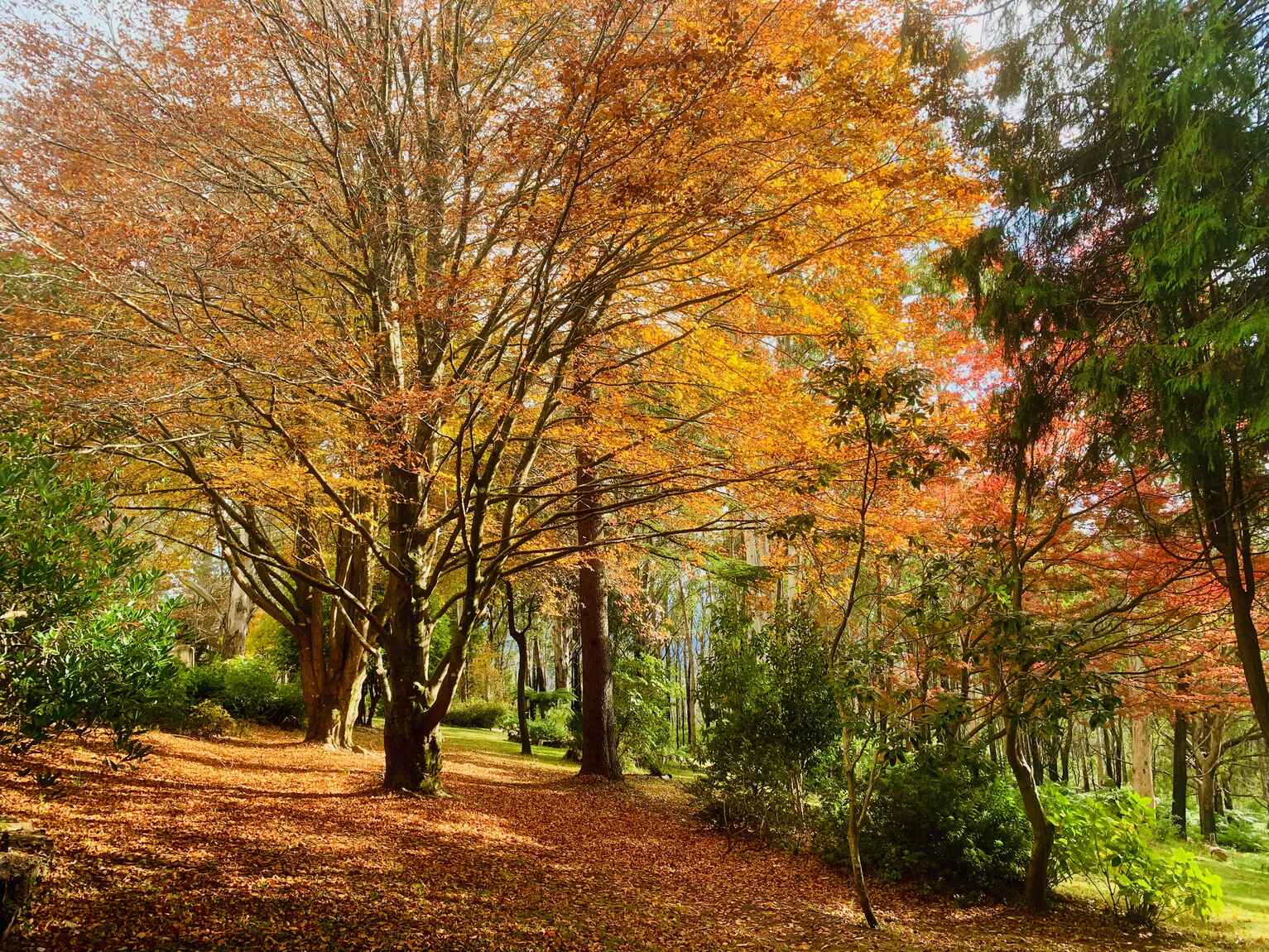 20 Church Lane Mount Wilson 20 Church Lane Mount Wilson