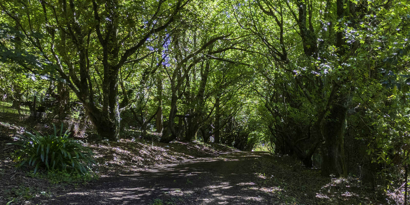 20 Church Lane Mount Wilson 20 Church Lane Mount Wilson