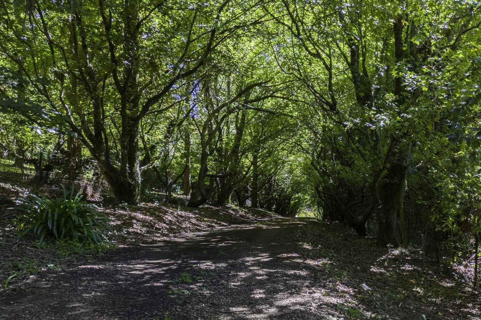 20 Church Lane Mount Wilson 20 Church Lane Mount Wilson