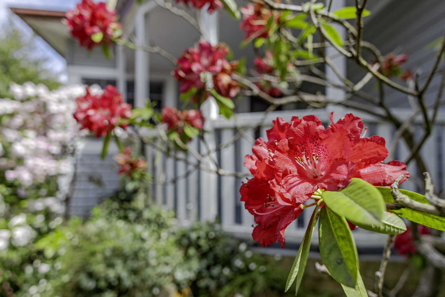 76 Wentworth Street Blackheath