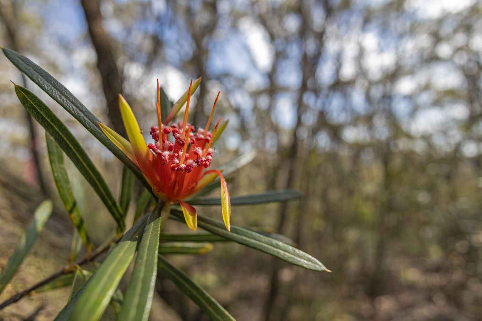 305-323 Evans Lookout Road Blackheath 305-323 Evans Lookout Road Blackheath
