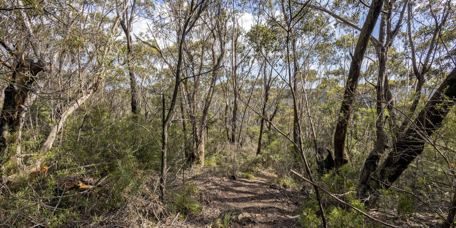 305-323 Evans Lookout Road Blackheath 305-323 Evans Lookout Road Blackheath