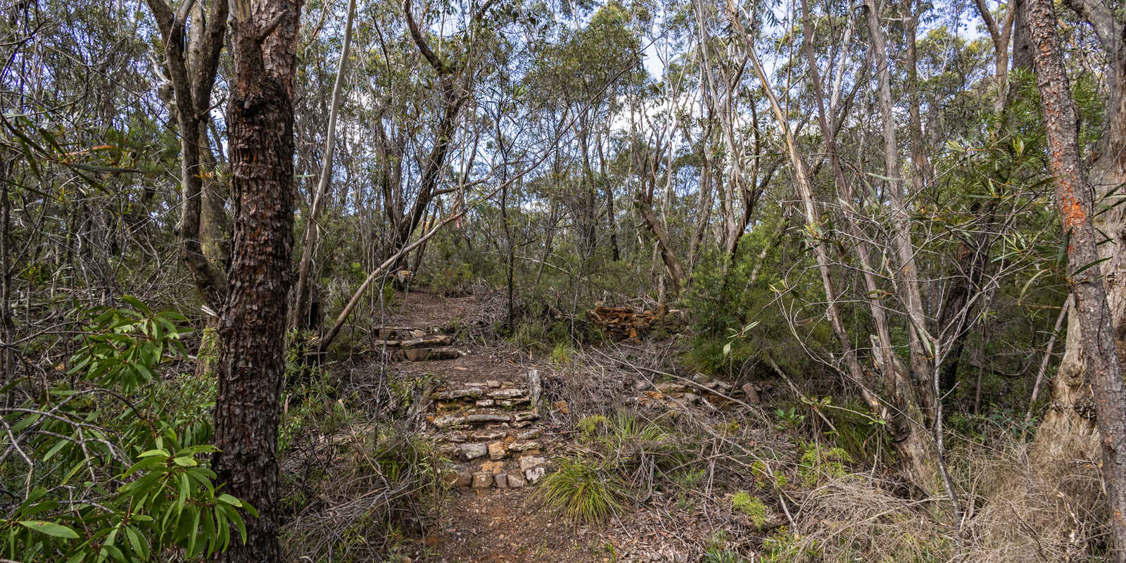 305-323 Evans Lookout Road Blackheath 305-323 Evans Lookout Road Blackheath