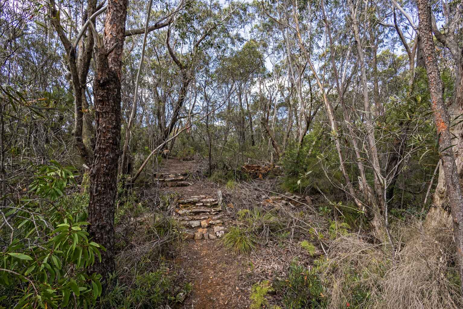 305-323 Evans Lookout Road Blackheath 305-323 Evans Lookout Road Blackheath