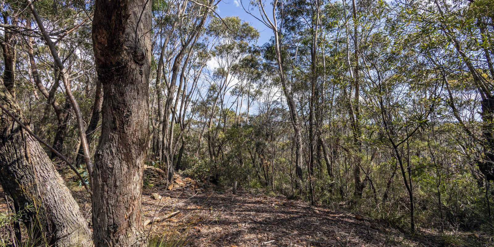 305-323 Evans Lookout Road Blackheath 305-323 Evans Lookout Road Blackheath