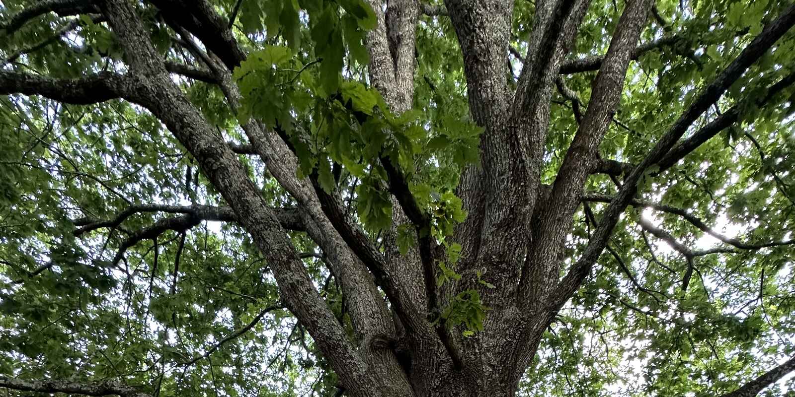 48 HatHill Road Blackheath